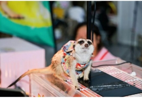 2024年鸿威·世界宠物博览会-武汉展将于7月12日至14日在武汉国际博览中心举办