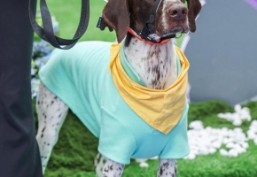 室内萌宠主题乐园宠物展闪现南京