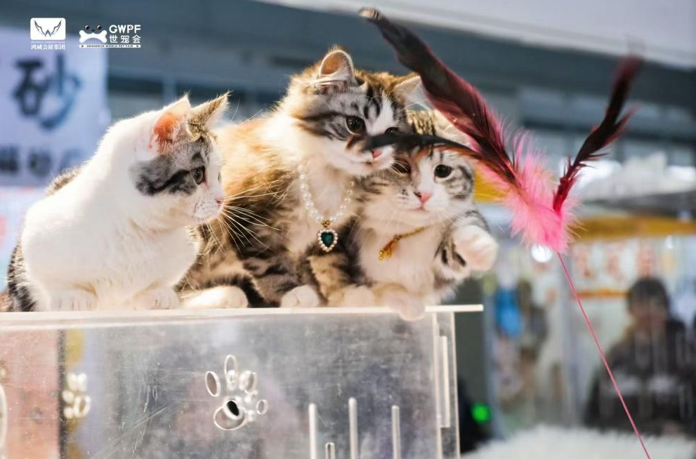 世宠会南京展 摄影 博轩.png